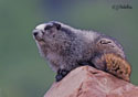 Marmota caligata